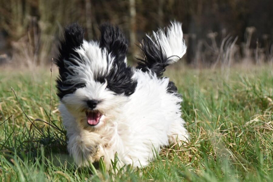 cagnolino che corre al parco