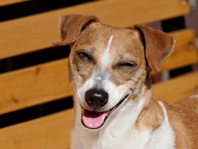 Cane sempre eccitato, quali sono le cause e come gestirlo