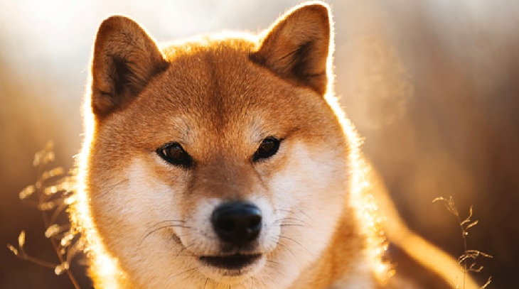 scout shiba inu giappone popolare