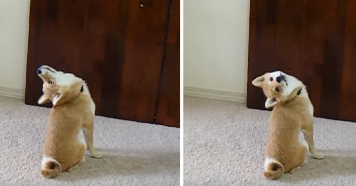 Cane Shiba Inu chiede di uscire in un modo davvero buffo (VIDEO)