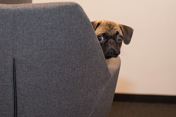 cane dietro al divano gioca a nascondino