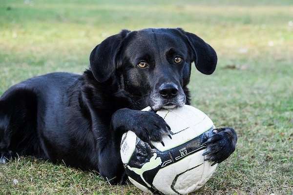 cane che gioca con la palla