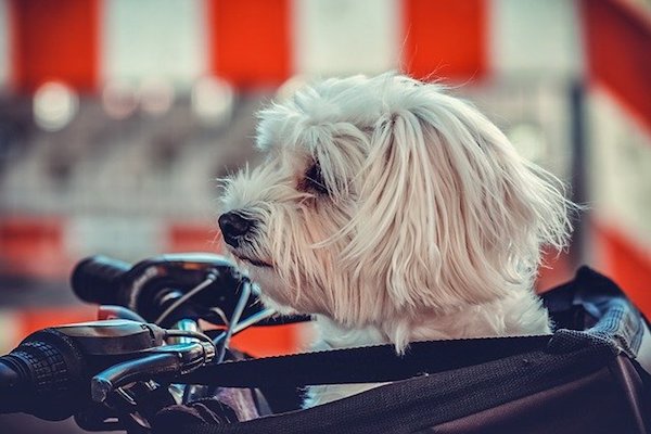 cane sul cestino della bici