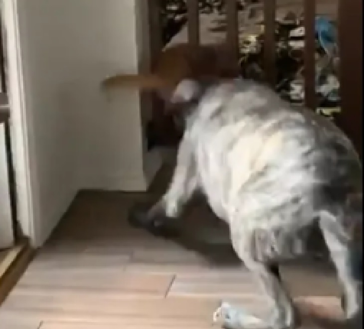 cane cerca di battere gatto