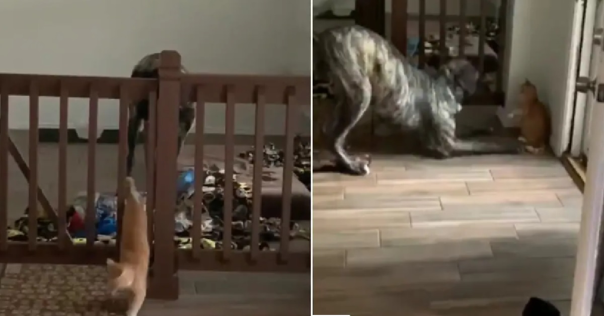 Cane viene rinchiuso nel recinto dal gatto astuto (VIDEO)