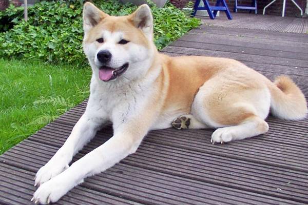 casa ideale per un akita inu