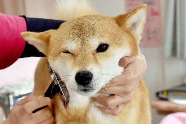 come spazzolare un akita inu