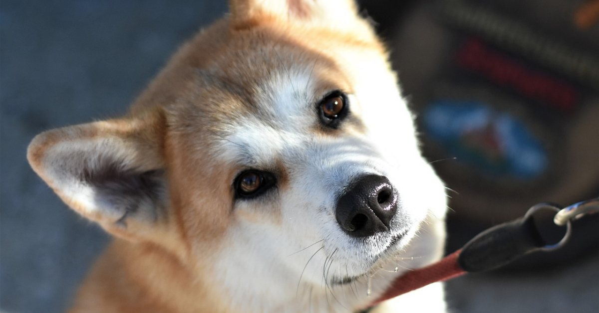 Come addestrare un Akita, tutti i metodi