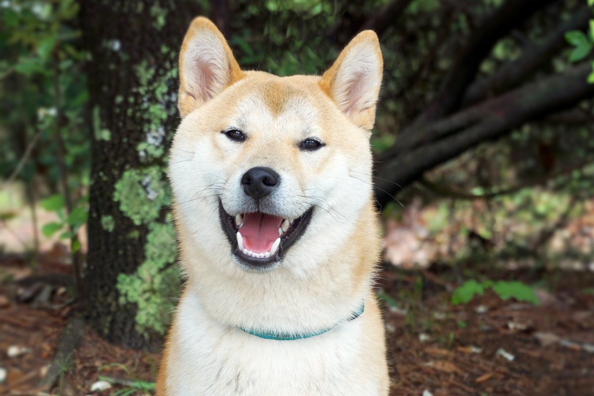 cane sorridente