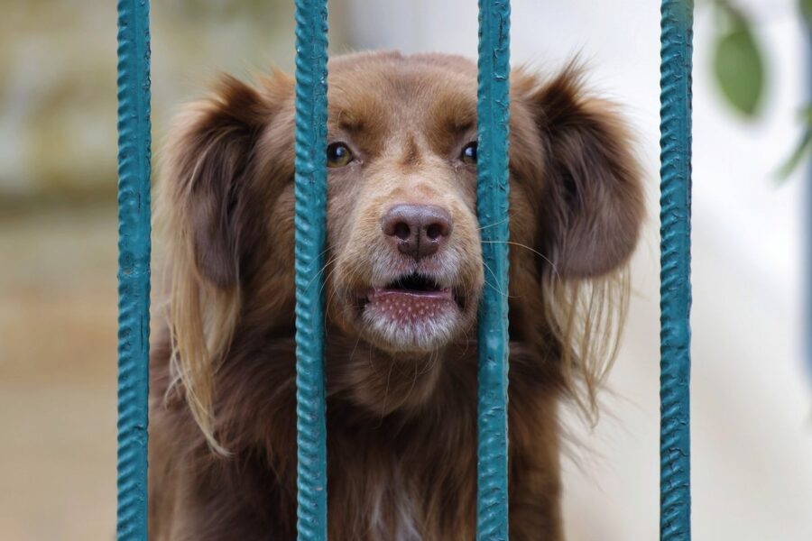 cane dietro a un cancello