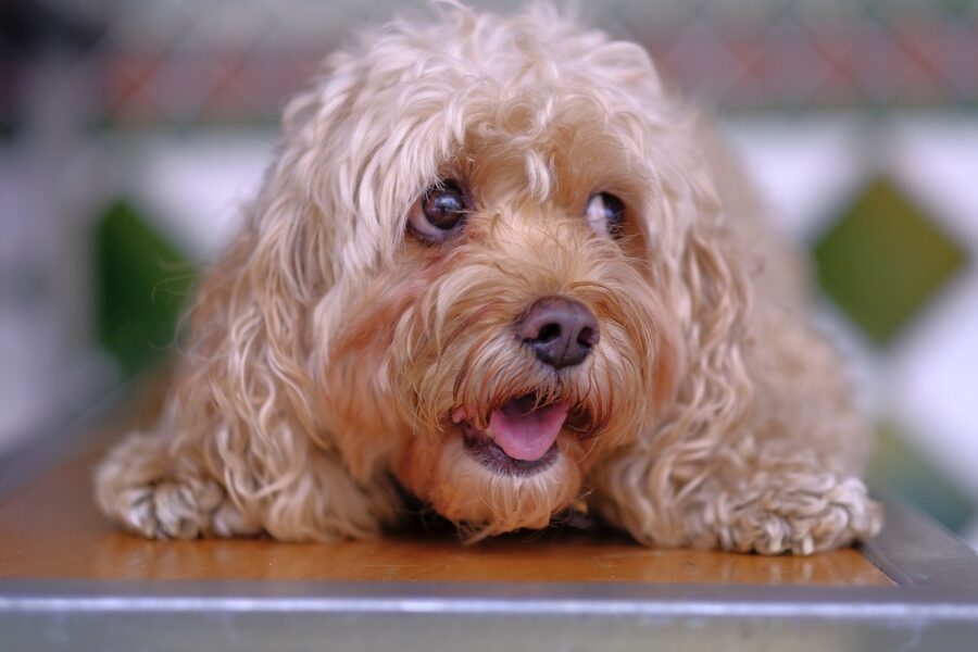 cane con il pelo riccio