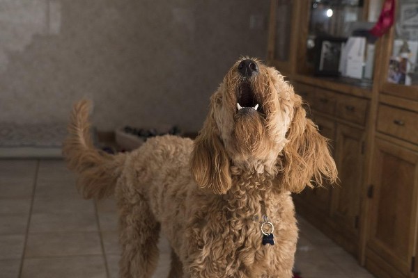 cucciolo di cane guaisce sempre