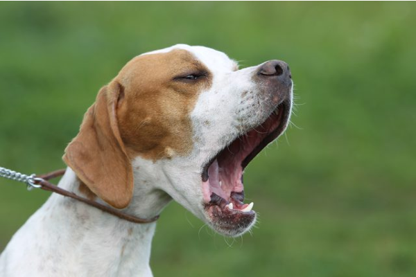 cane sul prato