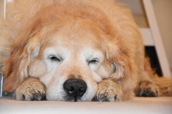 cane vecchio che dorme