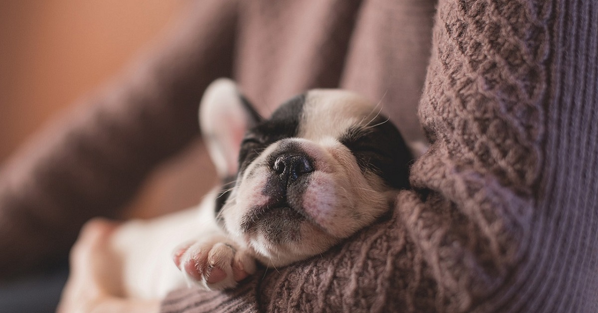 Cucciolo di cane che dorme sempre, è normale oppure no?