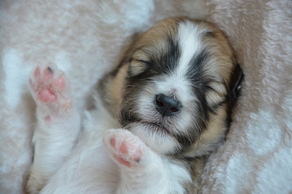 cucciolo di cane comportamenti 