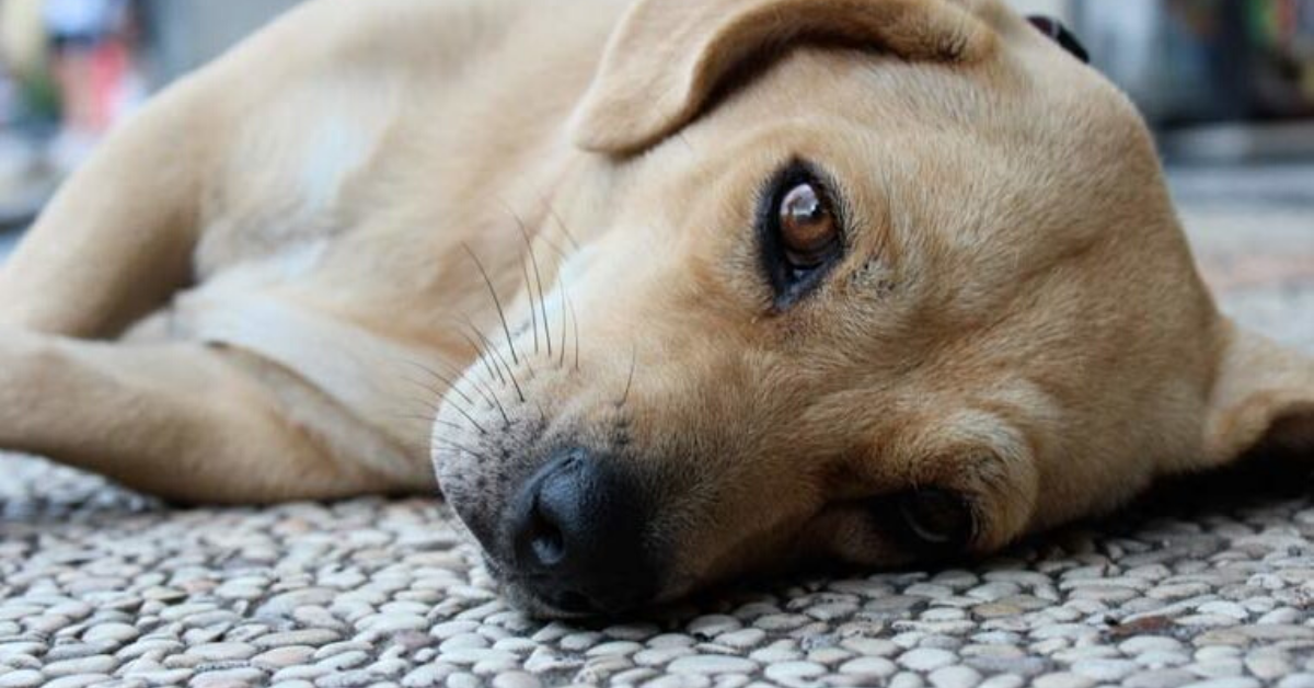 Cucciolo di cane che vomita, cause e come risolvere