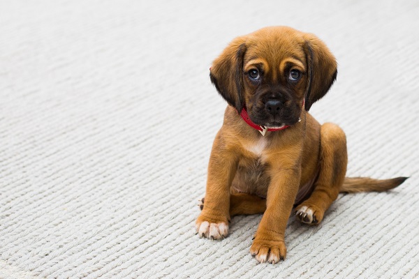 cucciolo di cane con collare rosso