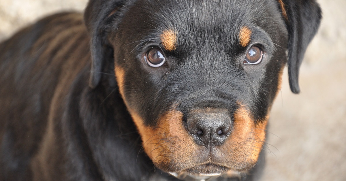 Cucciolo di cane, cosa dice di lui il colore degli occhi?