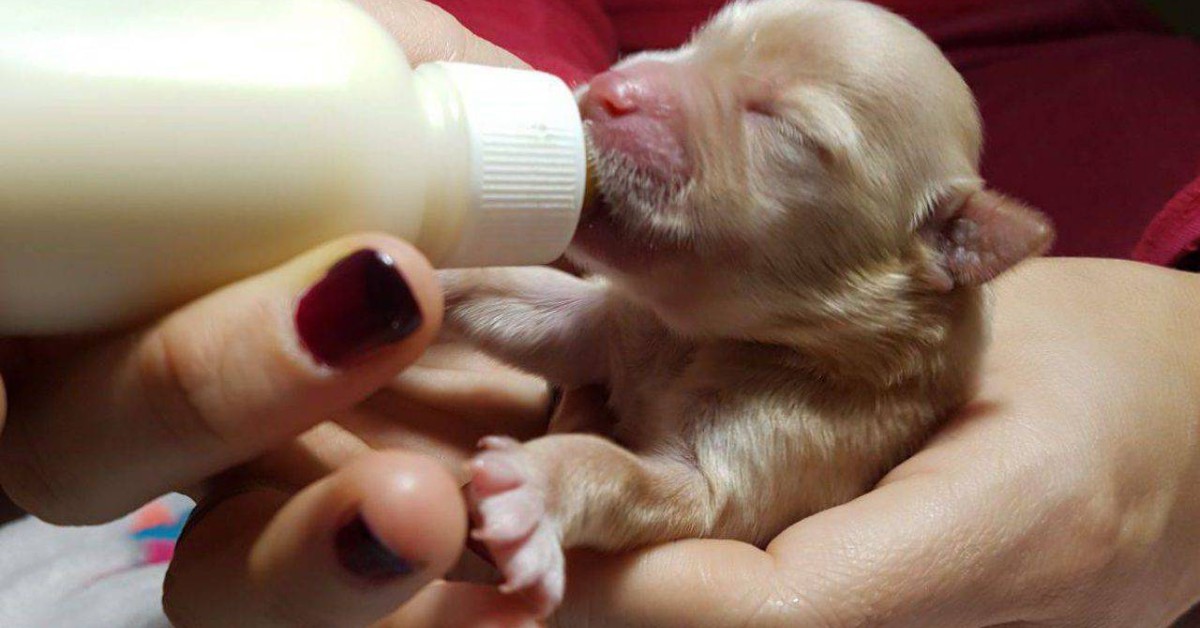 Cucciolo di cane, come allattarlo? Cosa serve e come procedere