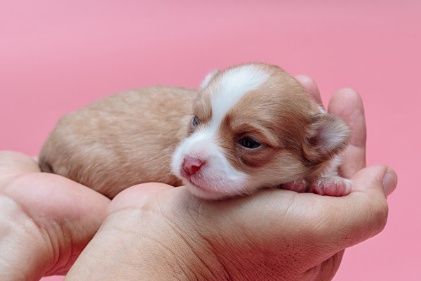 cucciolo di cane quando inizia a camminare