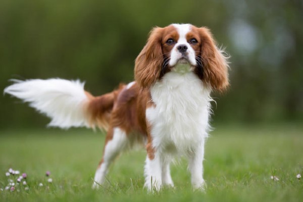 cane bianco e marrone