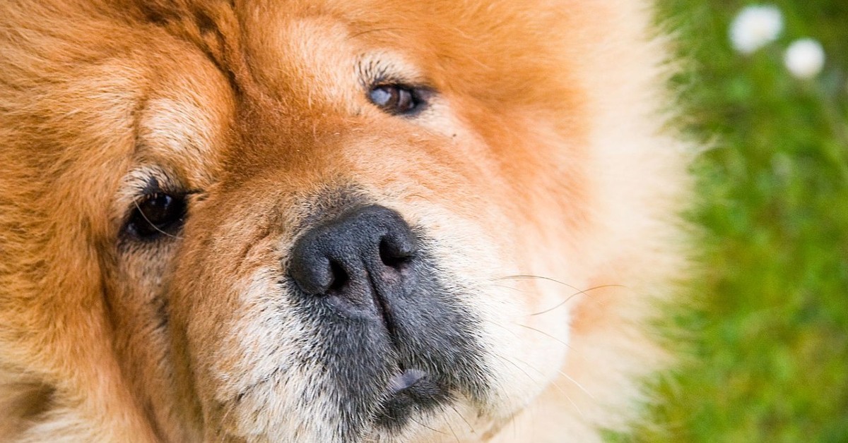 Cucciolo di cane dall’estero: è sicuro? In che modo arriva?