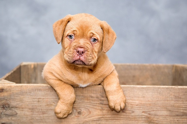 cane dentro una cassetta di legno