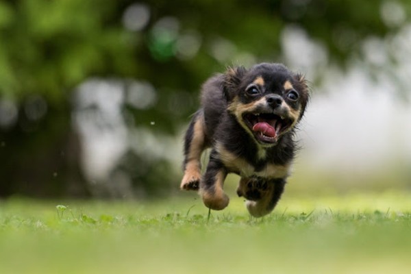 cane cucciolo