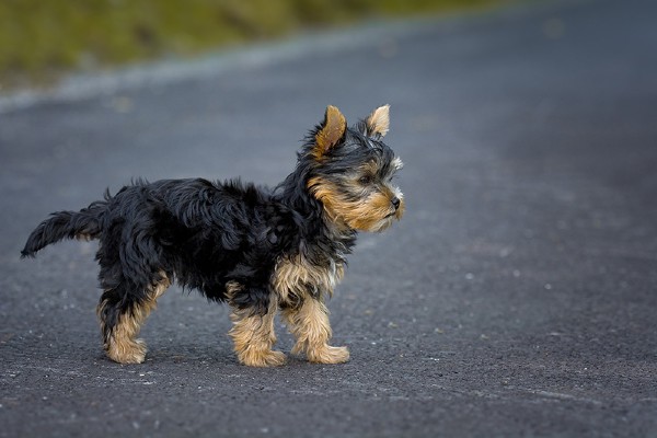 cane per strada