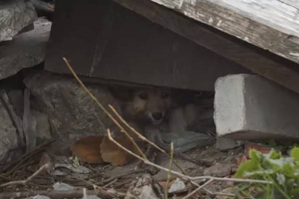 cane intrappolato sotto le macerie