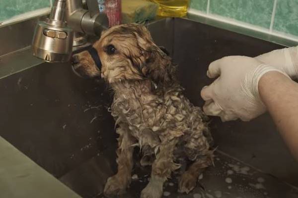 cane fa il suo primo bagnetto