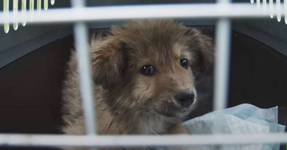 Cucciolo di cane salvato da condizioni disperate, ma oggi è finalmente felice (VIDEO)