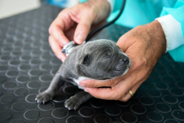 cucciolo di cane