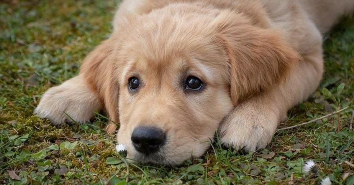 Cucciolo di cane non socializza: quali sono le cause e cosa fare