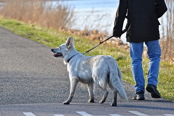 cane a passeggio con il padrone