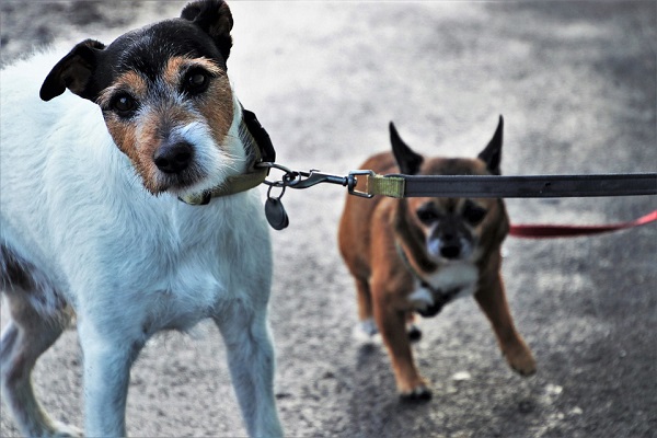 cani che tirano al guinzaglio