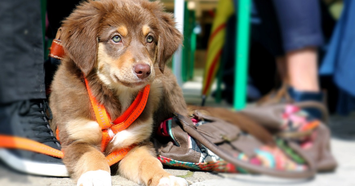 Cucciolo di cane, quando può iniziare a passeggiare? Cosa sapere