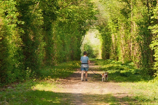 cani a passeggio in aperta campagna