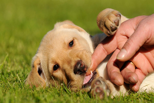 cucciolo di cane sempre arrabbiato