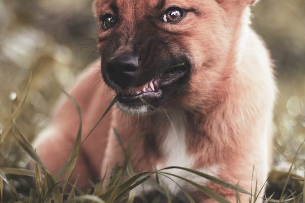 cucciolo di cane sempre arrabbiato