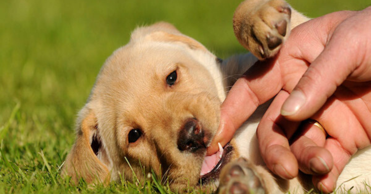 Cucciolo di cane sempre arrabbiato: cosa fare e come aiutarlo