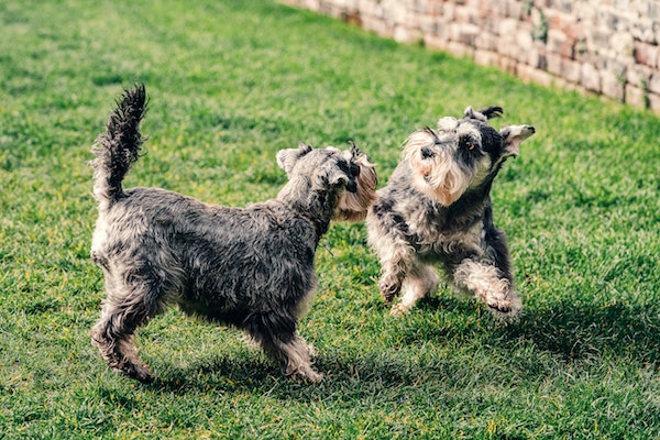 cucciolo di cane sempre arrabbiato