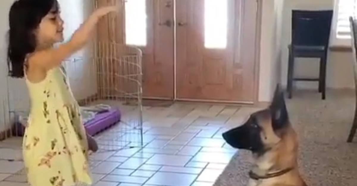 Cucciolo di Pastore Tedesco gioca a nascondino con la sua padroncina (VIDEO)