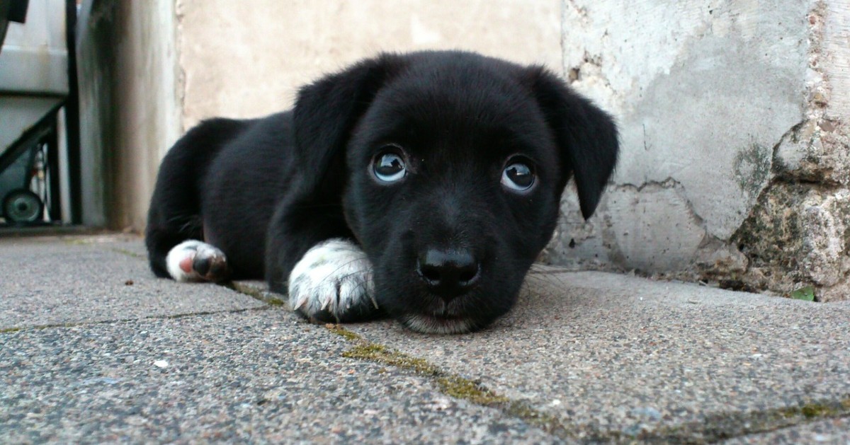 Il vostro cane è un manipolatore! I segnali ce lo dicono