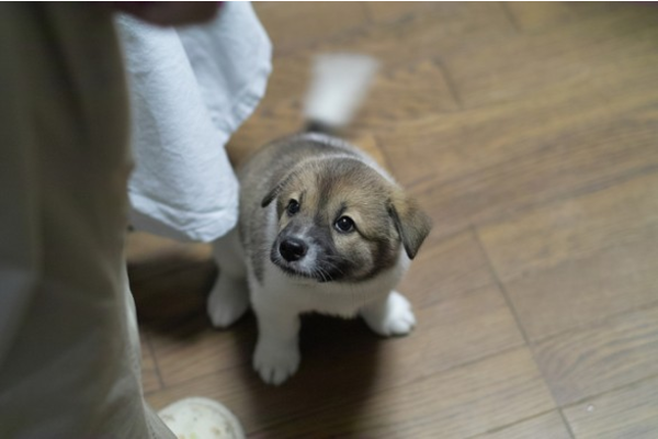 cucciolo che guarda