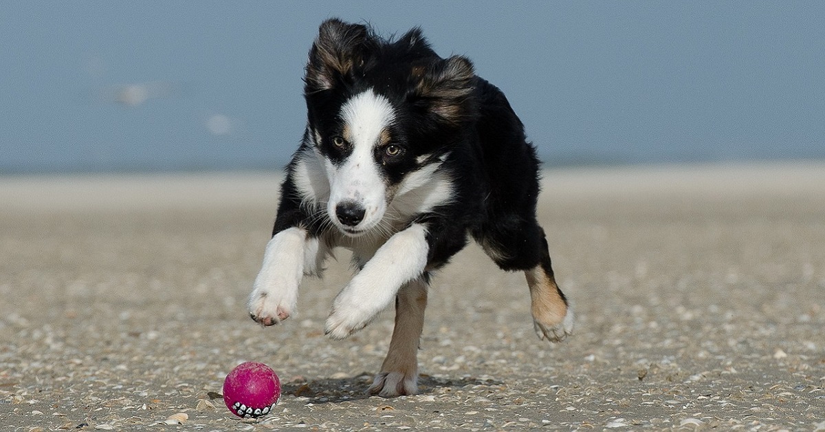 Cucciolo di cane, come farlo divertire e tenerlo sempre impegnato