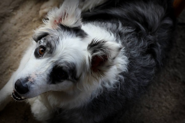 cane entusiasta