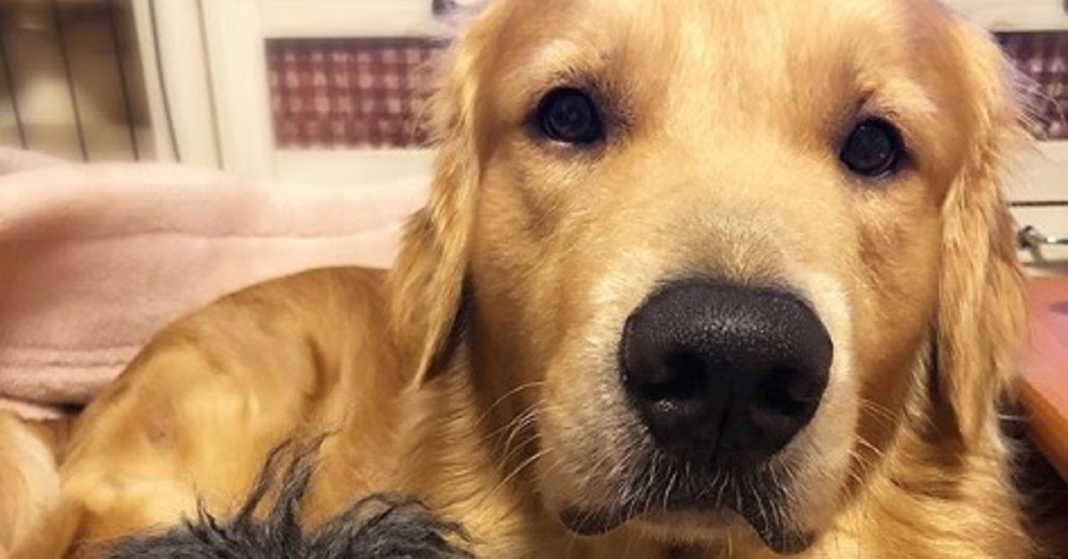 Golden retriver non riesce a smettere di abbracciare la mamma (VIDEO)