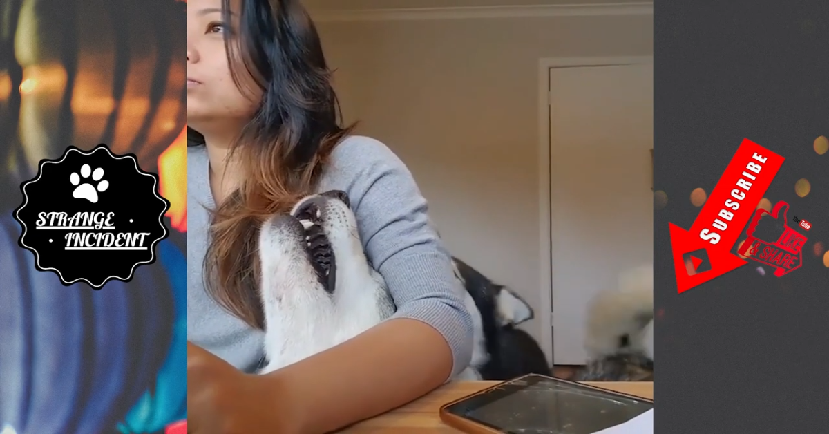 Husky giocherelloni non vogliono far lavorare la mamma (VIDEO)